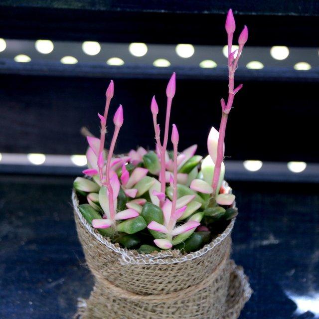 お値下げ ピンクの紅葉 アナカンプセロス 桜吹雪 多肉植物 観葉植物 インテリア Minne 日本最大級のハンドメイド 手作り通販サイト お値下げ ピンクの紅葉 アナカンプセロス 桜吹雪 多肉植物 観葉植物 インテリア Minne 日本最大級のハンドメイド 手作り通販サイト