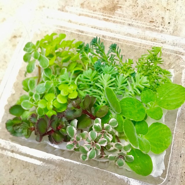 数量限定 おまかせセダム 多肉植物 パックに入るだけ詰めます ハンドメイドマーケット Minne 数量限定 おまかせセダム 多肉植物 パックに入るだけ詰めます ハンドメイドマーケット Minne