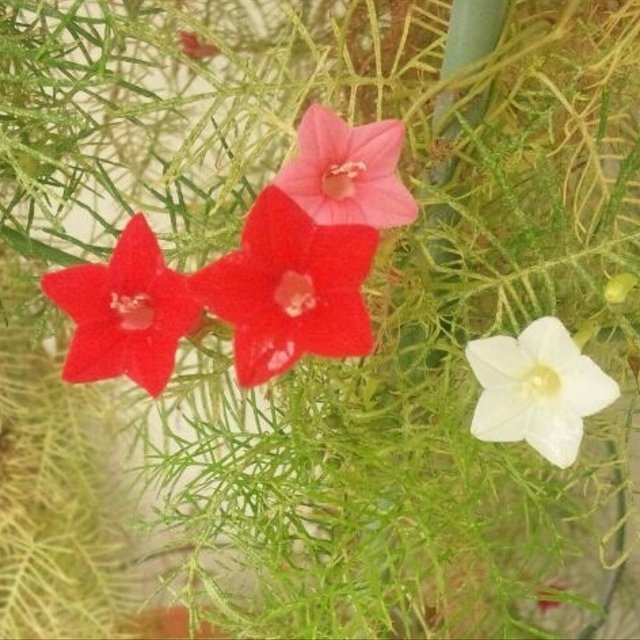 るこう草 の種 30粒 ルコウソウ 星 花 ハンドメイドマーケット Minne るこう草 の種 30粒 ルコウソウ 星 花 ハンドメイドマーケット Minne