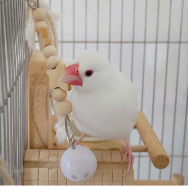 安全で安心 星のプラ鈴りんりん 鳥おもちゃ インコおもちゃ ハンドメイドマーケット Minne 安全で安心 星のプラ鈴りんりん 鳥おもちゃ インコおもちゃ ハンドメイドマーケット Minne