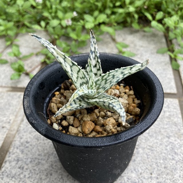Sold多肉植物 アロエ ブリザード サボテン 抜き苗 多肉 Minne 日本最大級のハンドメイド 手作り通販サイト Sold多肉植物 アロエ ブリザード サボテン 抜き苗 多肉 Minne 日本最大級のハンドメイド 手作り通販サイト