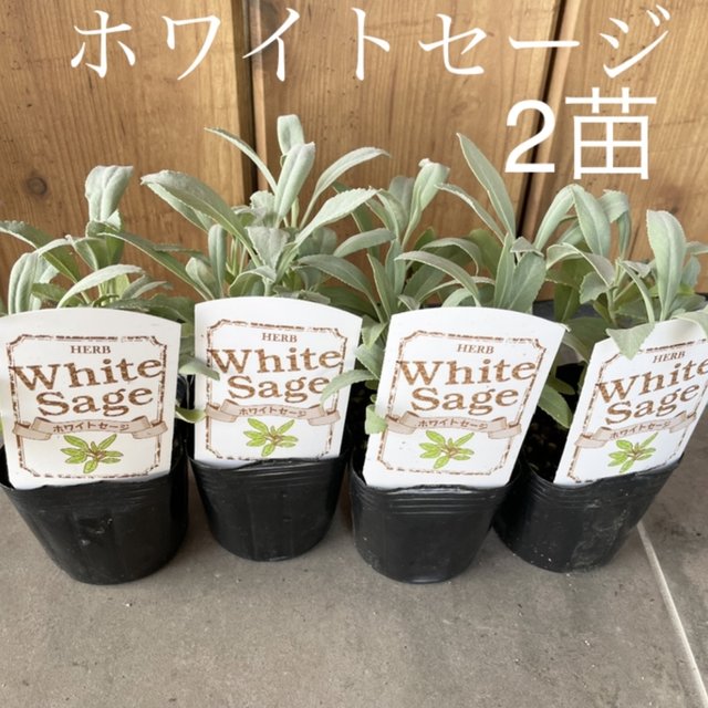 ホワイトセージ 苗 お得な2苗セット Minne 日本最大級のハンドメイド 手作り通販サイト ホワイトセージ 苗 お得な2苗セット Minne 日本最大級のハンドメイド 手作り通販サイト