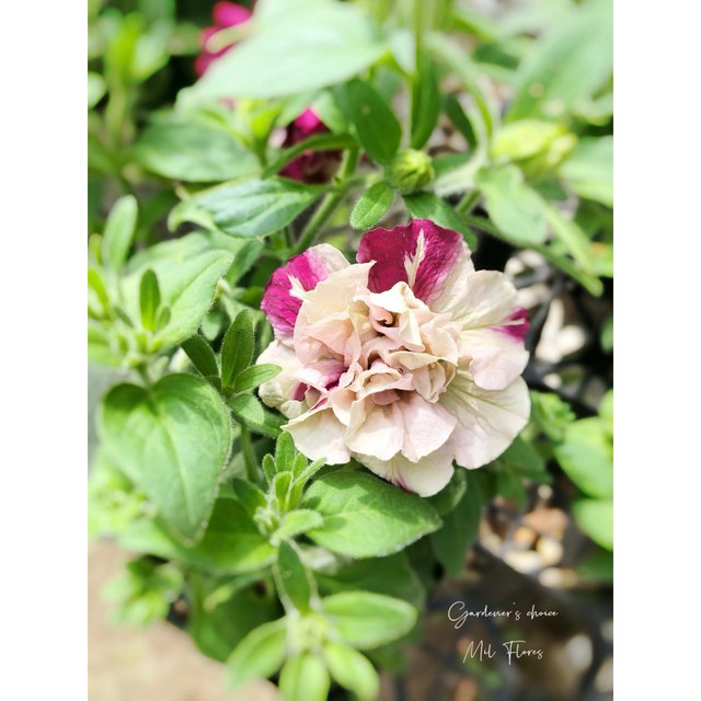 八重咲きペチュニア 花舞姫 Minne 日本最大級のハンドメイド 手作り通販サイト 八重咲きペチュニア 花舞姫 Minne 日本最大級のハンドメイド 手作り通販サイト
