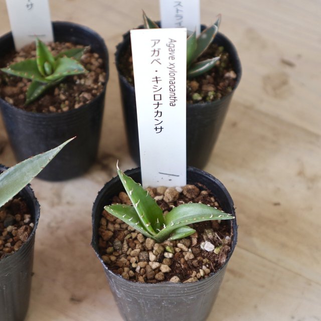 可愛いセット アガベ 5種類 多肉植物 2号ポット ハンドメイドマーケット Minne 可愛いセット アガベ 5種類 多肉植物 2号ポット ハンドメイドマーケット Minne