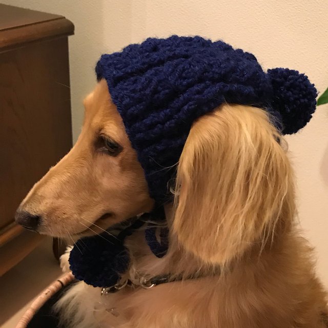 犬用ニット帽 垂れ耳ちゃん用 Minne 日本最大級のハンドメイド 手作り通販サイト 犬用ニット帽 垂れ耳ちゃん用 Minne 日本最大級のハンドメイド 手作り通販サイト