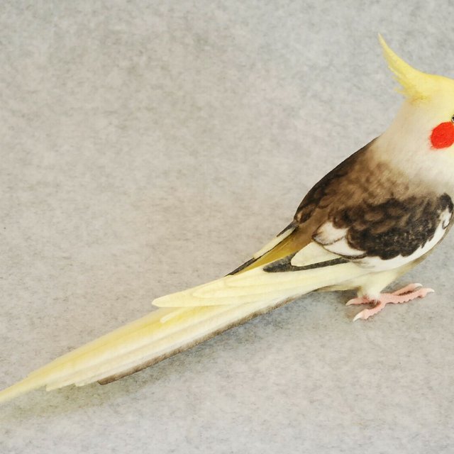 パイド オカメインコ