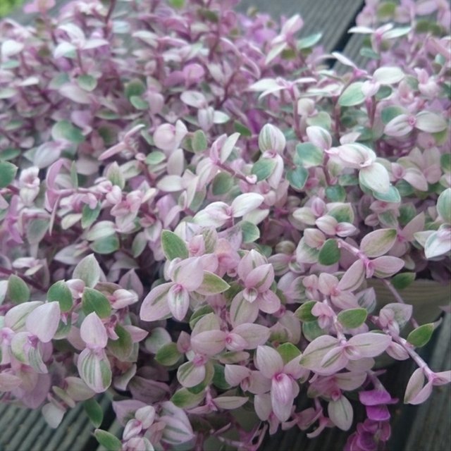 送料込 カリシアロザート カット カリシアレペンス 多肉 多肉植物 ハンドメイドマーケット Minne 送料込 カリシアロザート カット カリシアレペンス 多肉 多肉植物 ハンドメイドマーケット Minne