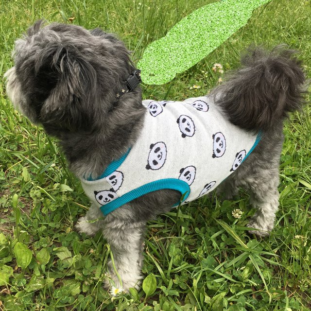 犬服 パンダ柄 ホワイト タンクトップ ハンドメイドマーケット Minne 犬服 パンダ柄 ホワイト タンクトップ ハンドメイドマーケット Minne