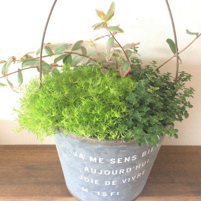 1年じゅう緑の寄せ植え In ブリキのバケツ 鉢底穴あり ハンドメイドマーケット Minne