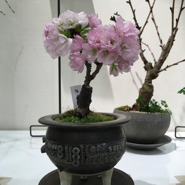 旭山桜 苔玉 皿なし ハンドメイドマーケット Minne 旭山桜 苔玉 皿なし ハンドメイドマーケット Minne