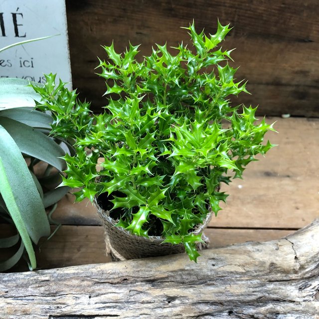 姫ヒイラギ 魔除け木に ガーデニング 観葉植物 玄関に インテリア ハンドメイドマーケット Minne 姫ヒイラギ 魔除け木に ガーデニング 観葉植物 玄関に インテリア ハンドメイドマーケット Minne