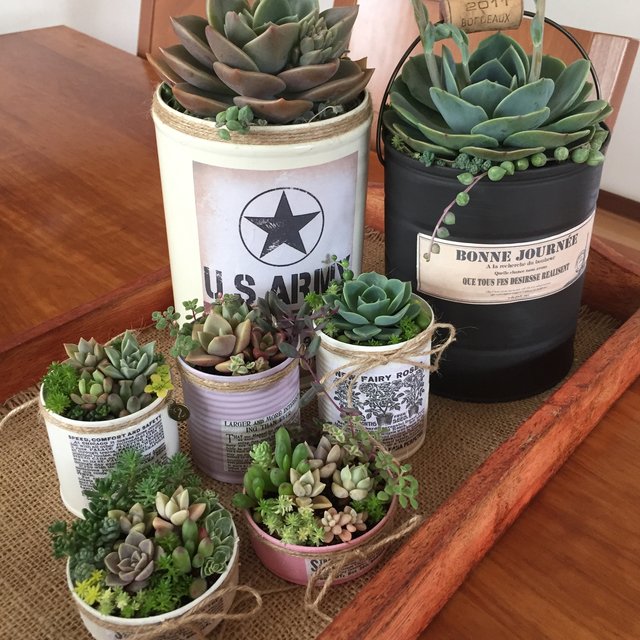 特大 多肉植物 バイネシー寄せ植え リメイク缶 ハンドメイドマーケット Minne 特大 多肉植物 バイネシー寄せ植え リメイク缶 ハンドメイドマーケット Minne