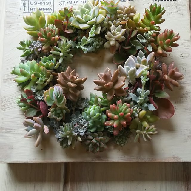 多肉植物 多肉寄せ植え ウッドプランター寄せ リース インテリア 植物 ハンドメイドマーケット Minne 多肉植物 多肉寄せ植え ウッドプランター寄せ リース インテリア 植物 ハンドメイドマーケット Minne