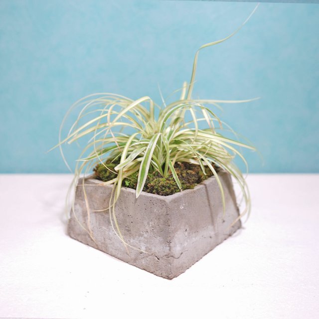 くねっとカールした葉っぱがかわいい ベアグラスとオリズルランの苔鉢 Minne 日本最大級のハンドメイド 手作り通販サイト くねっとカールした葉っぱがかわいい ベアグラスとオリズルランの苔鉢 Minne 日本最大級のハンドメイド 手作り通販サイト