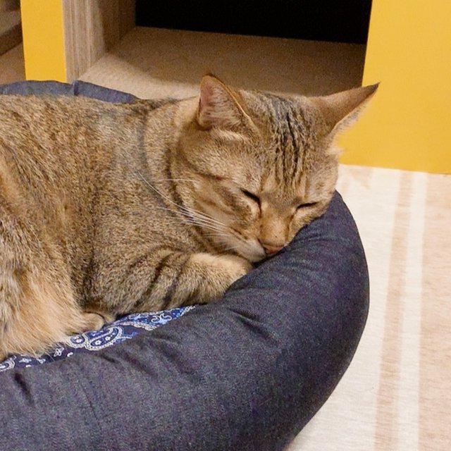 Mサイズ見本 猫 約5キロ ハンドメイドマーケット Minne Mサイズ見本 猫 約5キロ ハンドメイドマーケット Minne