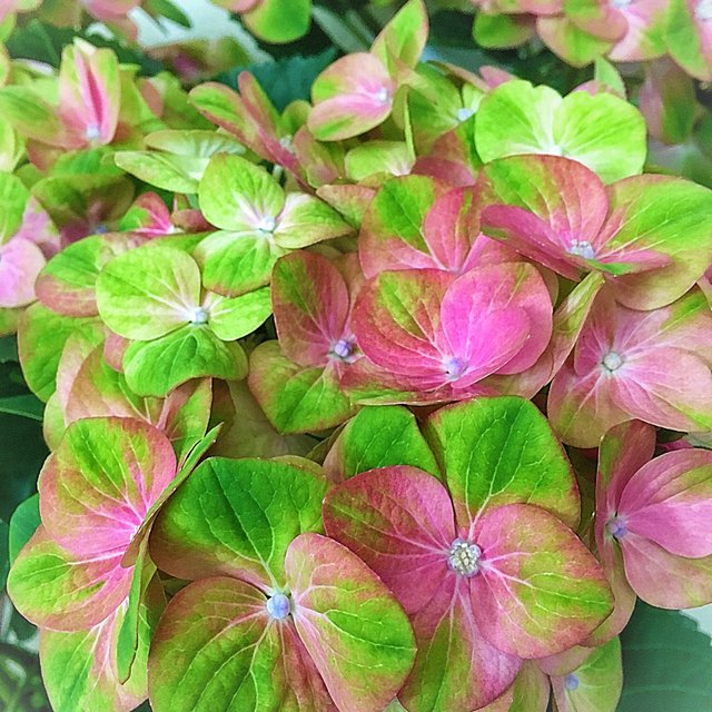 紫陽花 マジカルグリーンファイヤー ハンドメイドマーケット Minne 紫陽花 マジカルグリーンファイヤー ハンドメイドマーケット Minne