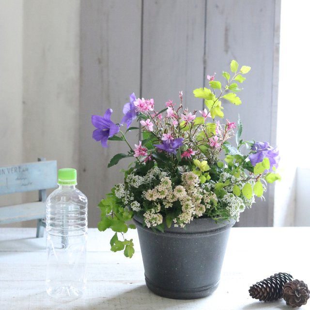 ロマンティックダブル咲き桔梗パープルの寄せ植え ハンドメイドマーケット Minne ロマンティックダブル咲き桔梗パープルの寄せ植え ハンドメイドマーケット Minne