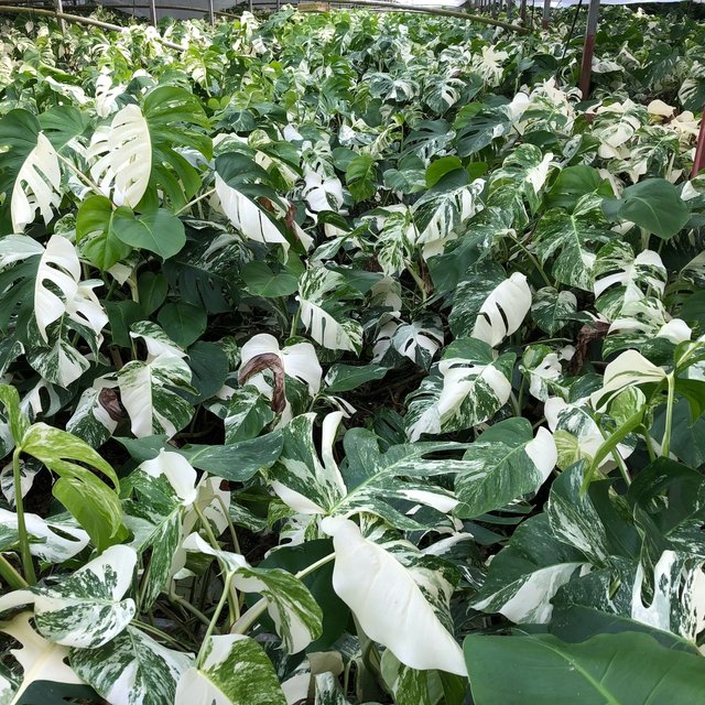 超希少 モンステラ ホワイトタイガー 3寸水苔植え Minne 日本最大級のハンドメイド 手作り通販サイト