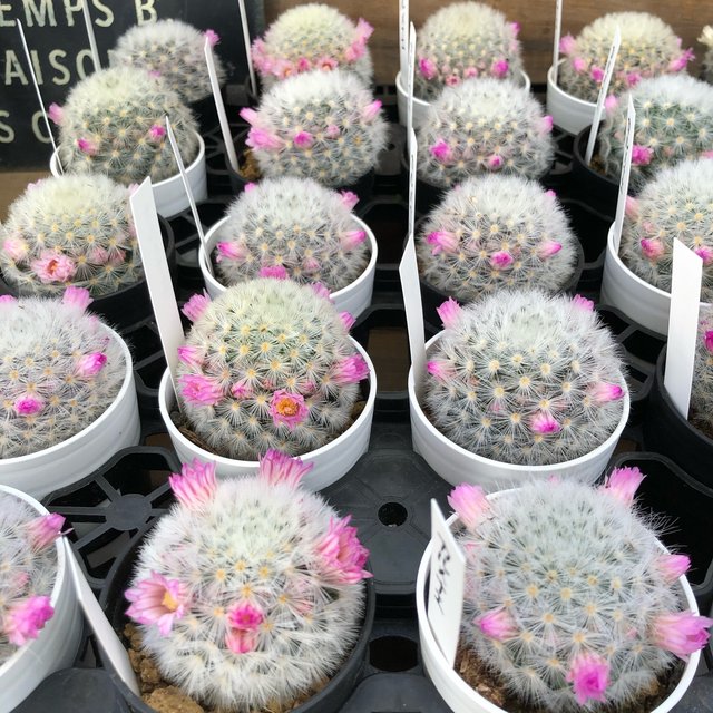 ピンク花 ピンク カルメナエ フワフワ サボテン 多肉植物 ハンドメイドマーケット Minne ピンク花 ピンク カルメナエ フワフワ サボテン 多肉植物 ハンドメイドマーケット Minne