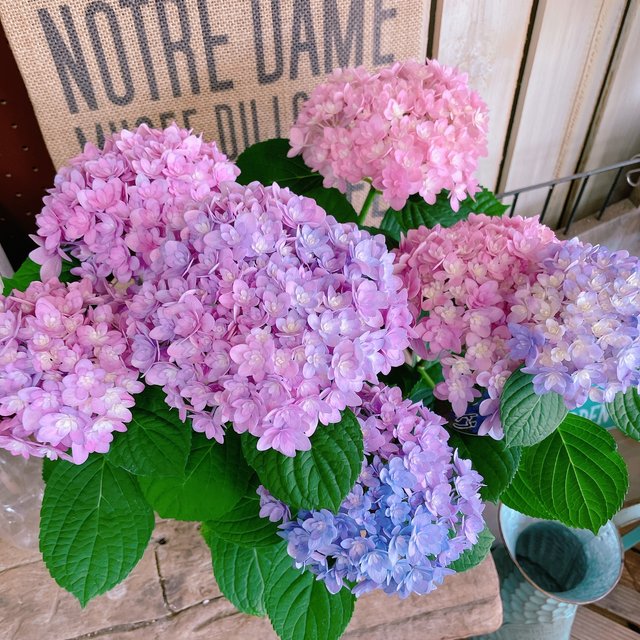 現品 ごきげんようレインボーあじさい ミックスのお色が可愛い紫陽花 人気季節のお花 Minne 日本最大級のハンドメイド 手作り通販サイト