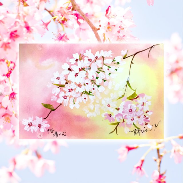 桜の水彩画 はがきサイズ オーダーメイド お好きな花を描きます 贈り物に人気です ハンドメイドマーケット Minne 桜の水彩画 はがきサイズ オーダーメイド お好きな花を描きます 贈り物に人気です ハンドメイドマーケット Minne