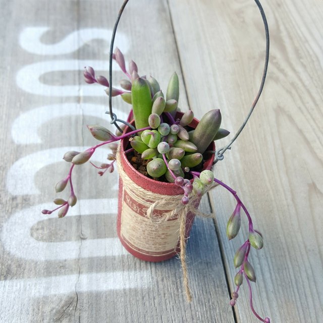 多肉植物 ルビーネックレス ハンギングリメイク缶に ハンドメイドマーケット Minne 多肉植物 ルビーネックレス ハンギングリメイク缶に ハンドメイドマーケット Minne