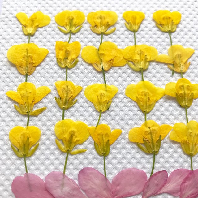 菜の花花びら 押し花 ハンドメイドマーケット Minne 菜の花花びら 押し花 ハンドメイドマーケット Minne