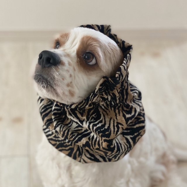 上品な虎柄 ブラウン 犬用スヌード 中型犬用スヌード Minne 日本最大級のハンドメイド 手作り通販サイト 上品な虎柄 ブラウン 犬用スヌード 中型犬用スヌード Minne 日本最大級のハンドメイド 手作り通販サイト