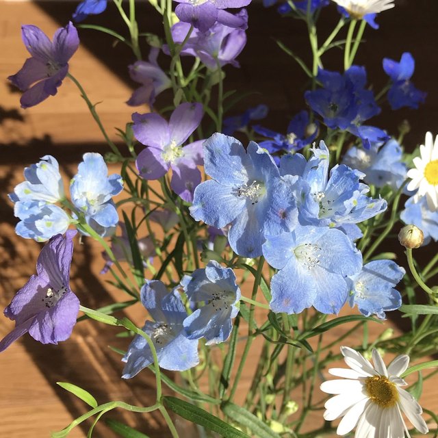 受注生産 花氷 デルフィニウムの耳飾り ピアス イヤリング ノンホールピアス 揺れる ドライフラワー 花 クリア 透明感 水色 ハンドメイドマーケット Minne 受注生産 花氷 デルフィニウムの耳飾り ピアス イヤリング ノンホールピアス 揺れる ドライフラワー 花 クリア 透明感 水色 ハンドメイドマーケット Minne