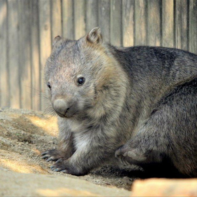 かわいい動物のポストカード ウォンバット 2 ハンドメイドマーケット Minne かわいい動物のポストカード ウォンバット 2 ハンドメイドマーケット Minne