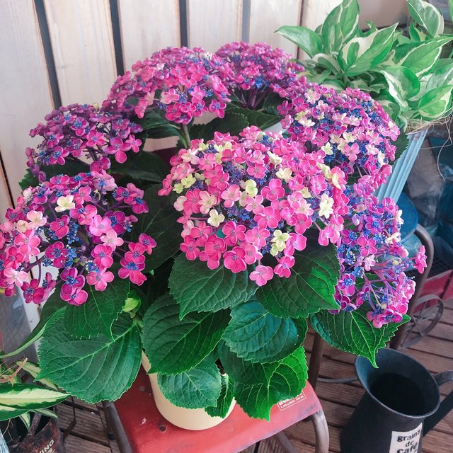 待望の再入荷 レア 華あられ あじさい 可愛い咲き方の紫陽花 珍しい品種 赤紫系 ハンドメイドマーケット Minne