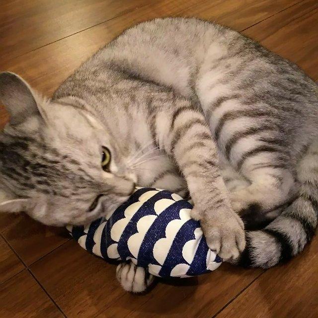 おさかな けりけり 保護猫 保護犬支援 Minne 日本最大級のハンドメイド 手作り通販サイト おさかな けりけり 保護猫 保護犬支援 Minne 日本最大級のハンドメイド 手作り通販サイト