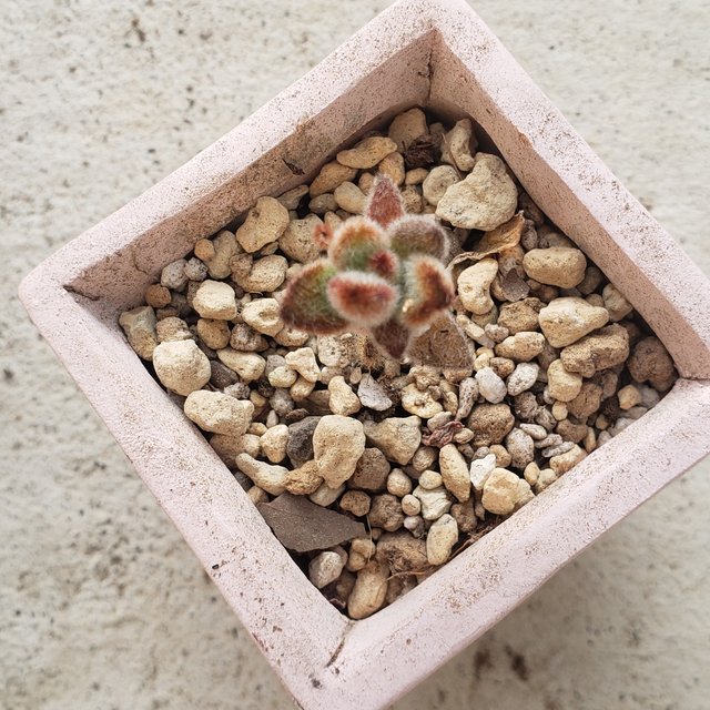 多肉植物 激レア 紅兎耳ミニ 微根 ハンドメイドマーケット Minne 多肉植物 激レア 紅兎耳ミニ 微根 ハンドメイドマーケット Minne