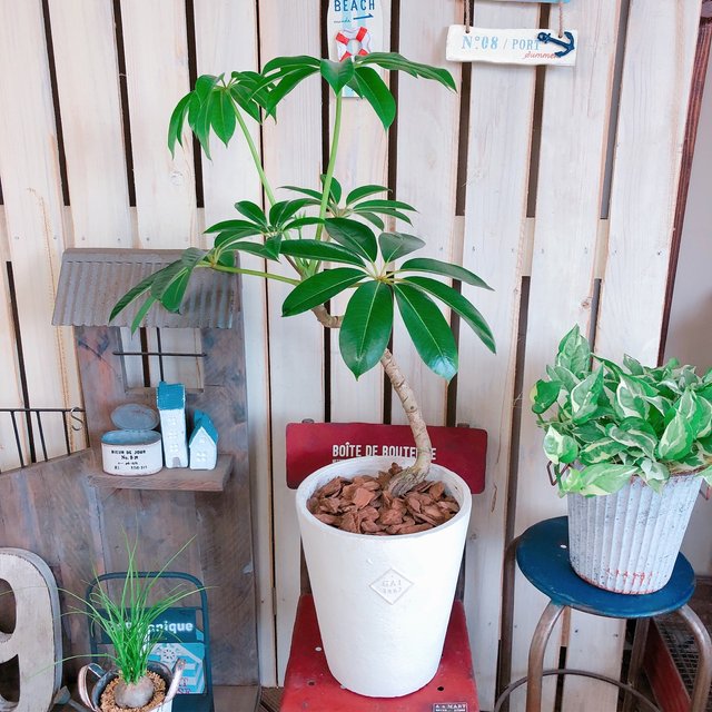 新作 現品 ツピタンサス ナチュラル白系 陶器鉢 ステキな観葉植物 スタイリッシュグリーン Minne 日本最大級のハンドメイド 手作り通販サイト 新作 現品 ツピタンサス ナチュラル白系 陶器鉢 ステキな観葉植物 スタイリッシュグリーン Minne 日本最大級のハンドメイド 手作り通販サイト