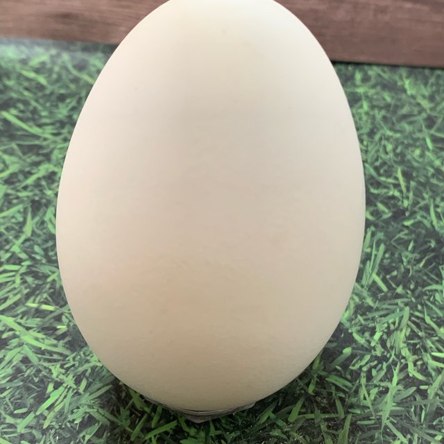 エッグアート用ガチョウの卵