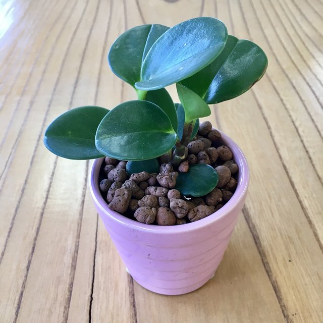 ペペロミア 観葉植物 インテリア 根付き苗 送料無料 受験生 風水 ハンドメイドマーケット Minne ペペロミア 観葉植物 インテリア 根付き苗 送料無料 受験生 風水 ハンドメイドマーケット Minne