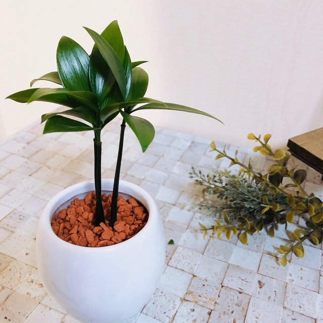 幸せを呼ぶ 梛の木 陶器鉢でのお届け 観葉植物 ハイドロカルチャー インテリア No 285 ハンドメイドマーケット Minne 幸せを呼ぶ 梛の木 陶器鉢でのお届け 観葉植物 ハイドロカルチャー インテリア No 285 ハンドメイドマーケット Minne