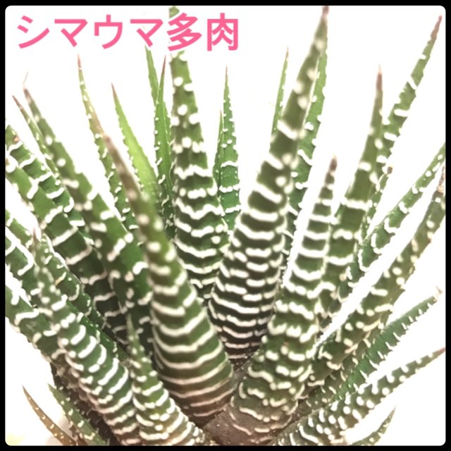 送料無料 山分けセール 大苗 ハオルチア 硬葉 多肉界のゼブラ 多肉植物 サボテン 苗 Minne 日本最大級のハンドメイド 手作り通販サイト 送料無料 山分けセール 大苗 ハオルチア 硬葉 多肉界のゼブラ 多肉植物 サボテン 苗 Minne 日本最大級のハンドメイド 手作り通販サイト
