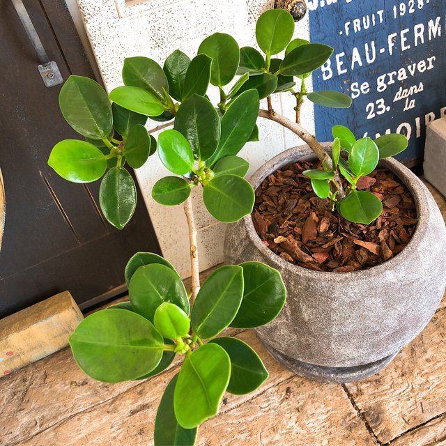 新作 現品 希少 パンダガジュマル 幸せの木 人気観葉植物 こげ茶系まるい陶器鉢 Minne 日本最大級のハンドメイド 手作り通販サイト 新作 現品 希少 パンダガジュマル 幸せの木 人気観葉植物 こげ茶系まるい陶器鉢 Minne 日本最大級のハンドメイド 手作り通販サイト