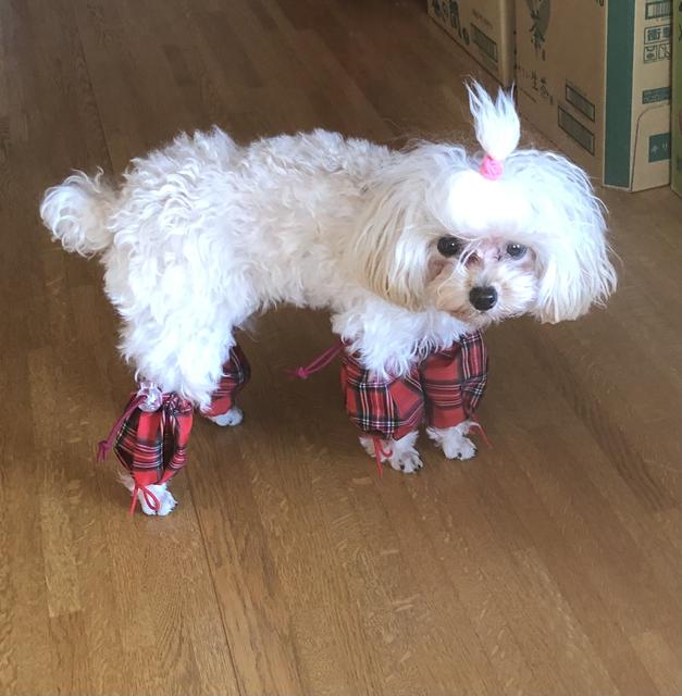 散歩の汚れ防止 犬用 あしカバー 4点セット Minne 日本最大級のハンドメイド 手作り通販サイト 散歩の汚れ防止 犬用 あしカバー 4点セット Minne 日本最大級のハンドメイド 手作り通販サイト