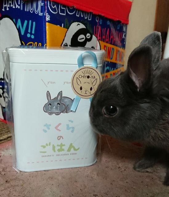 うちの子カラー 名入れ ペレット入れに使えるうさぎのキャニスター缶 Minne 日本最大級のハンドメイド 手作り通販サイト うちの子カラー 名入れ ペレット入れに使えるうさぎのキャニスター缶 Minne 日本最大級のハンドメイド 手作り通販サイト