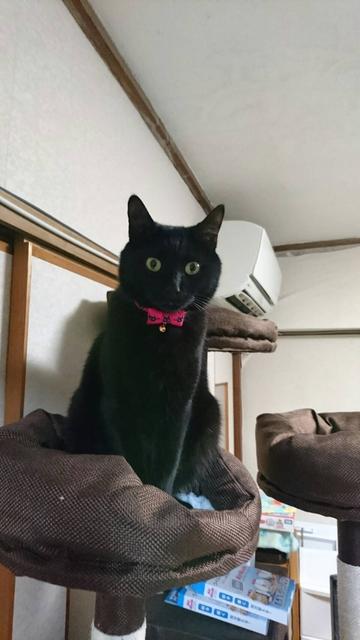 🐾黒猫三兄弟😺😽😸 ピンク【蝶ネクタイ】*猫(u0026小型犬)首輪 minne