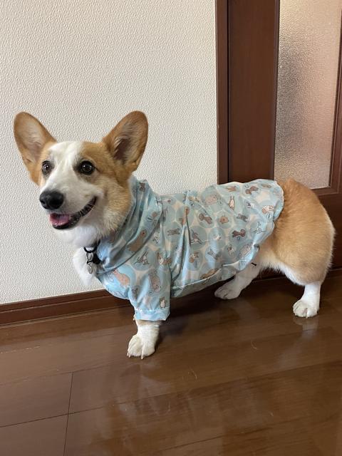 ぷちぷら犬の服屋さんa Kさんのプロフィール ハンドメイドマーケット Minne ぷちぷら犬の服屋さんa Kさんのプロフィール ハンドメイドマーケット Minne